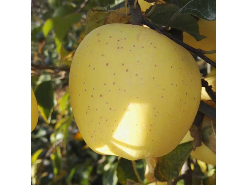 維納斯黃金蘋果苗維納斯黃金蘋果苗